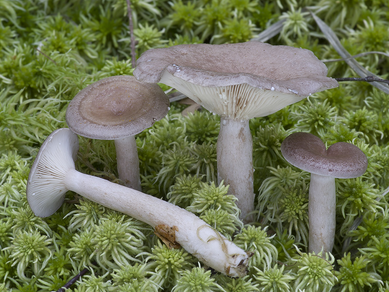 Lactarius vietus